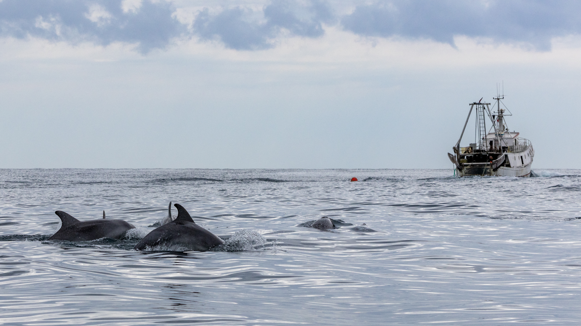 A group of bottlenose dolphins follow a bottom otter trawler in the waters of Marche, Italy. A group of bottlenose dolphins follow a bottom otter trawler in the waters of Marche, Italy.